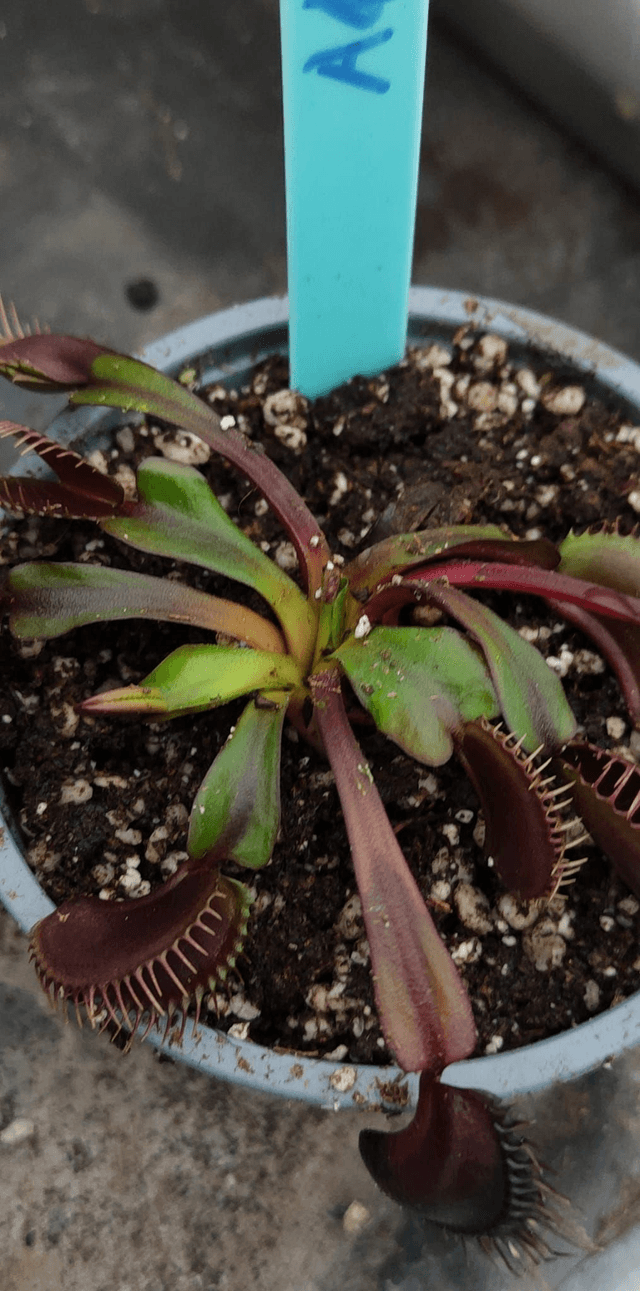 Dionaea Muscipula Akai Ryu
