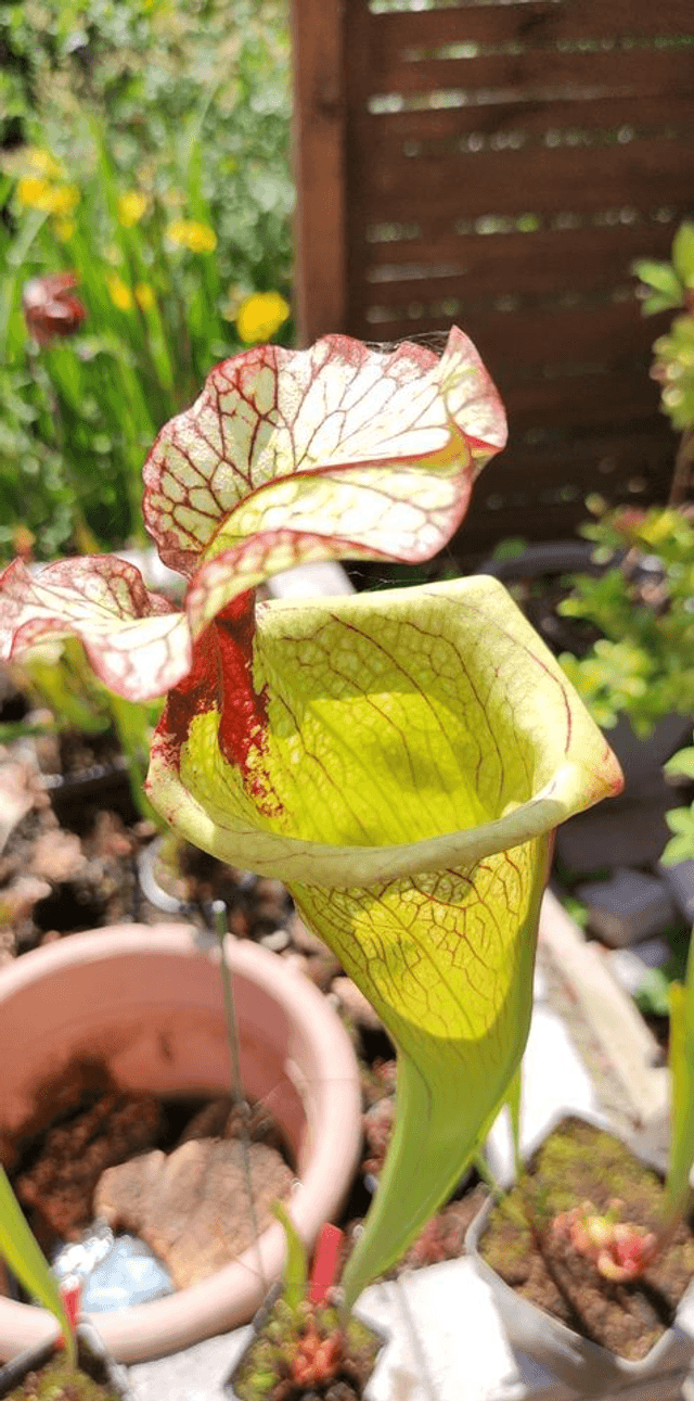 Sarracenia x moorei 'Leah Wilkerson'