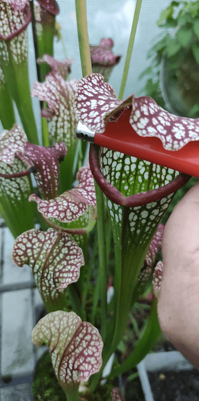 sarracenia leucophylla hybride 'Carniflora leucophylla x Self'