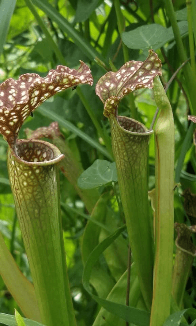 Sarracenia x readii 'Farnhamii'