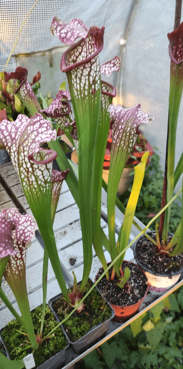 sarracenia leucophylla hybride 'Carniflora leucophylla x Self'
