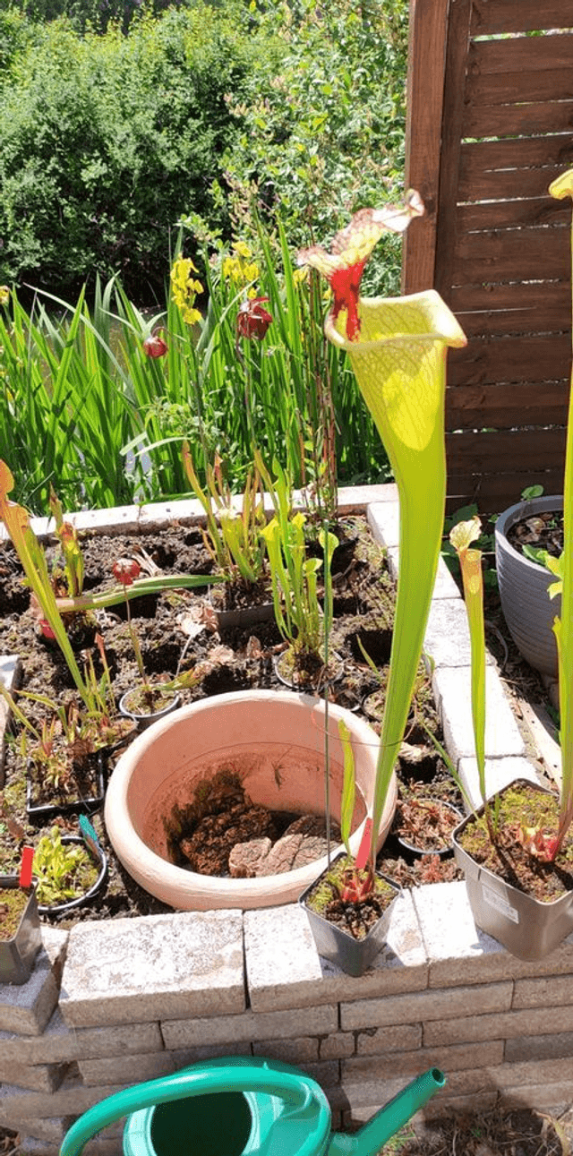Sarracenia x moorei 'Leah Wilkerson'