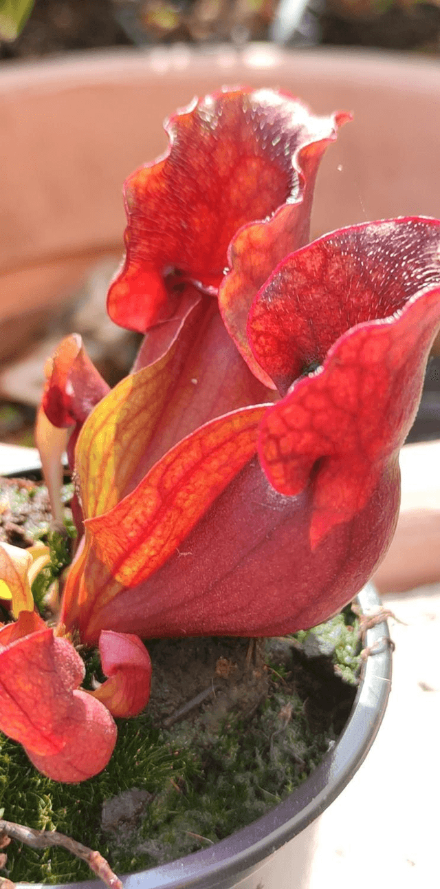sar. purpurea Venosa hybride
