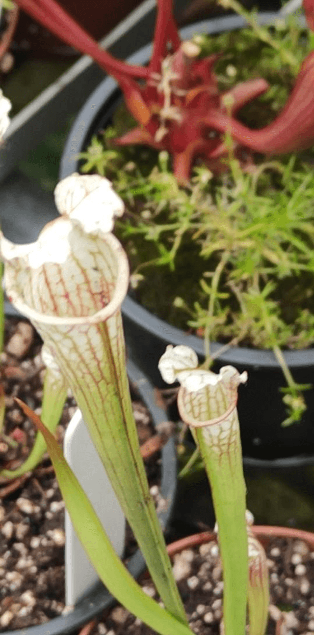 Sarracenia x verry white top
