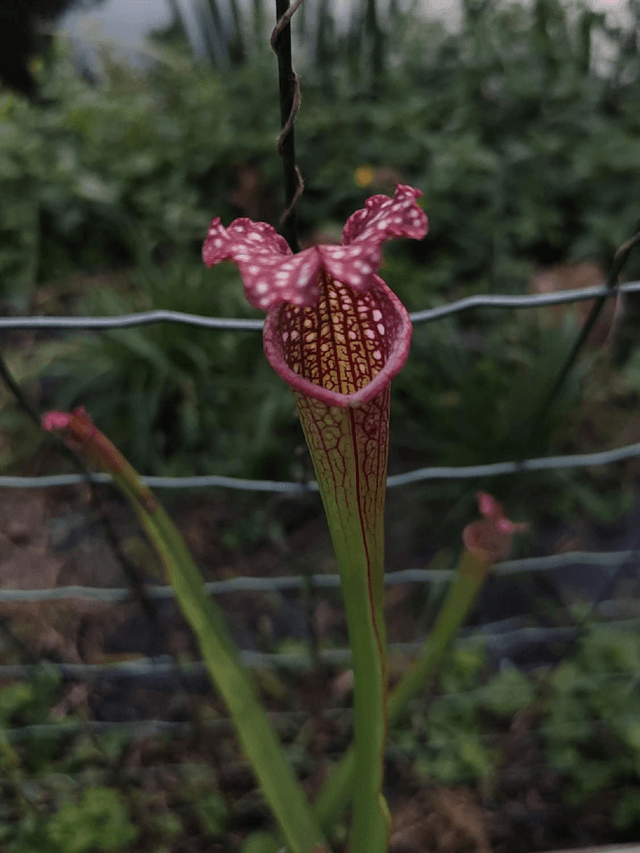 Sarracenia x readii 'Farnhamii'