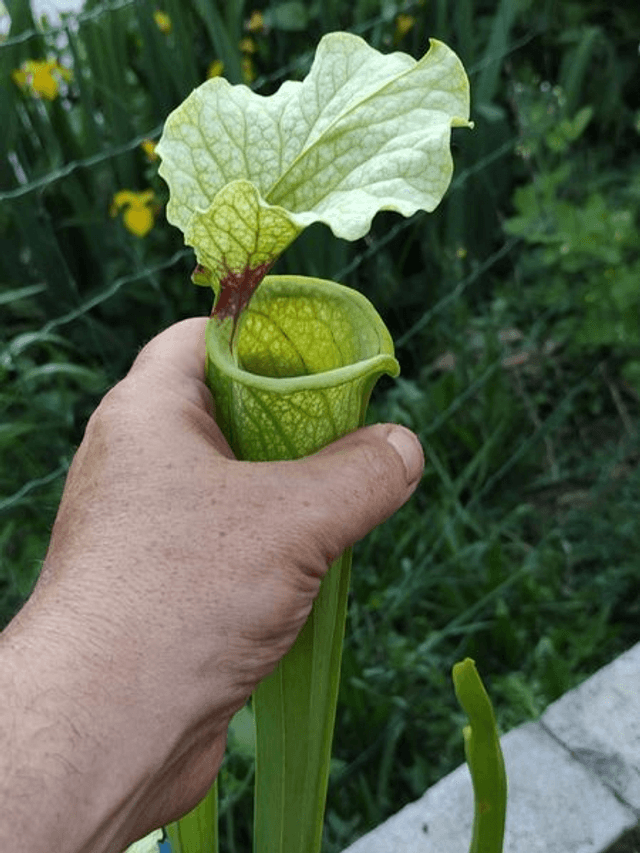Sarracenia x Moorei H87 MK, Pinkish top
