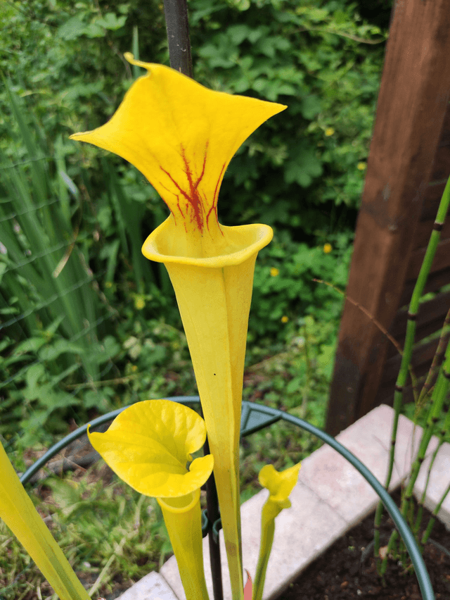 Sarracenia var flava, "Goldie"