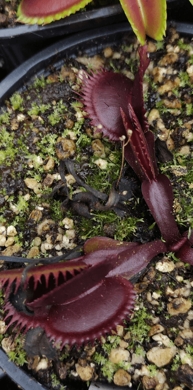 Dionaea muscipula - Red Sawtooth