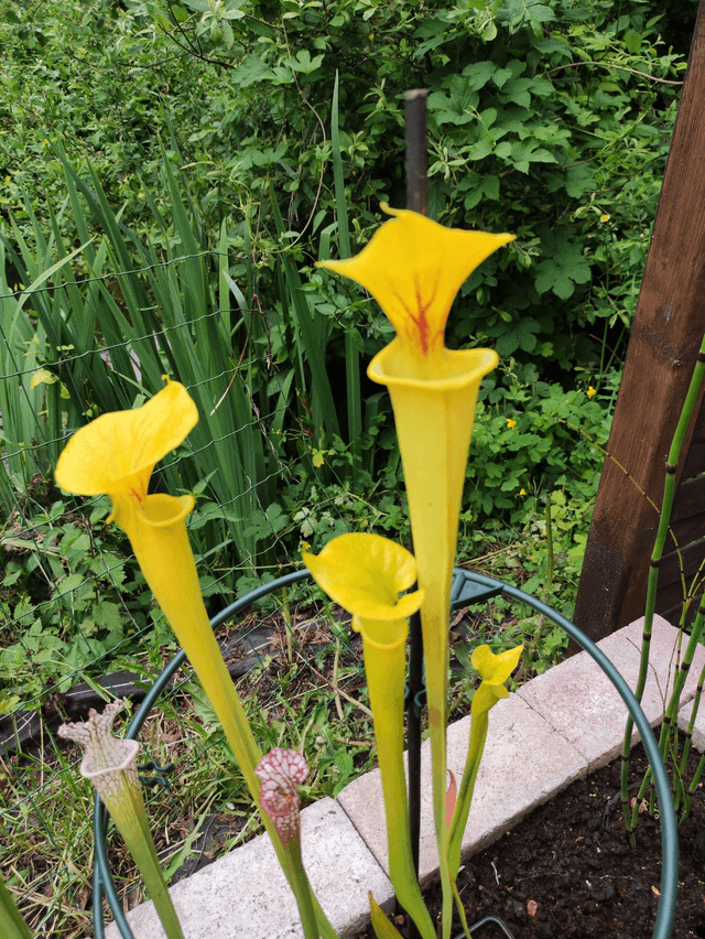 Sarracenia var flava, "Goldie"