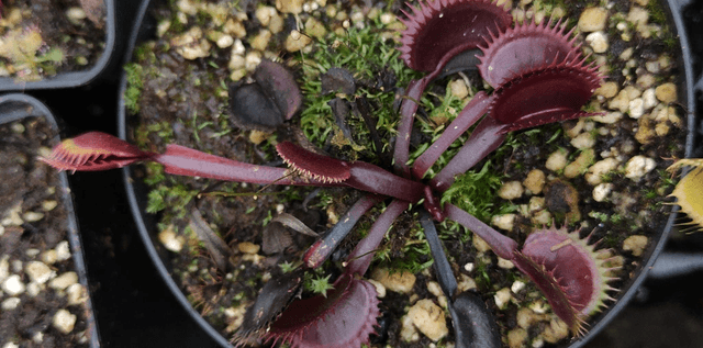 Dionaea muscipula - Red Sawtooth