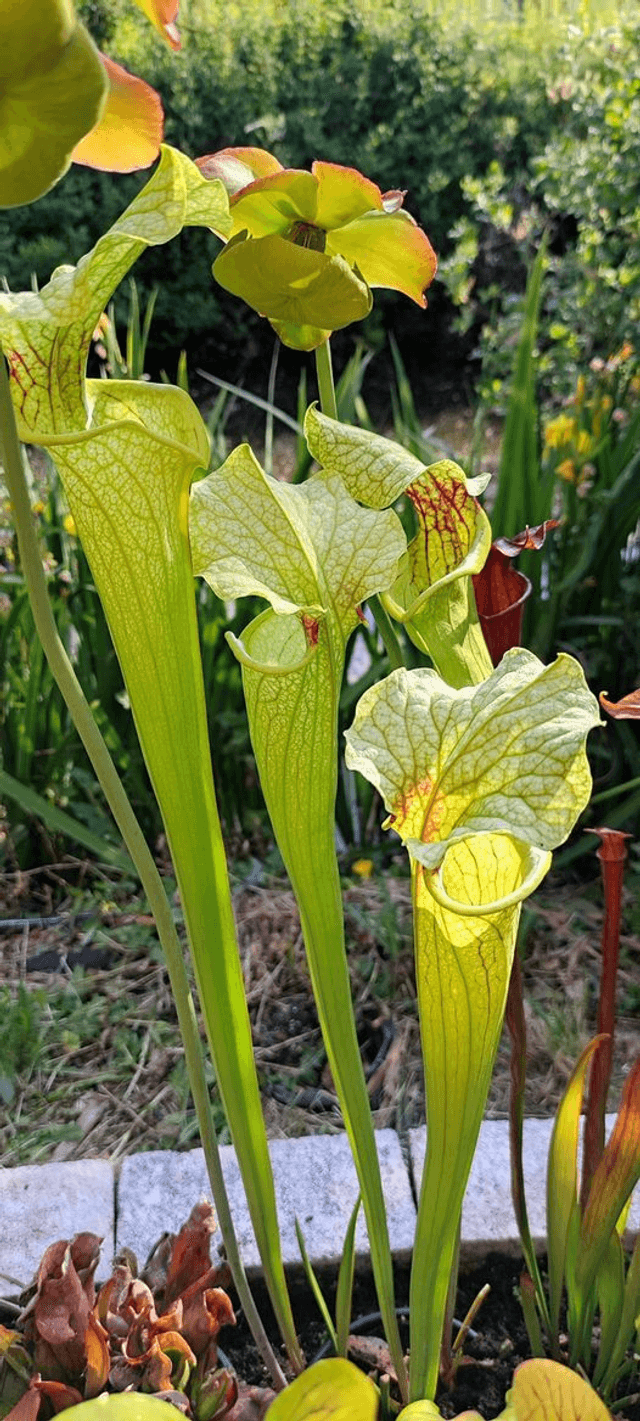 Sarracenia x Moorei H87 MK, Pinkish top