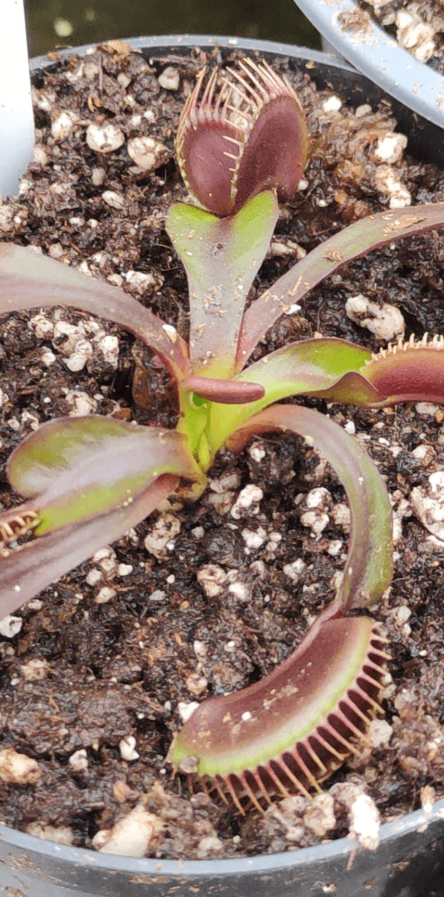 Dionaea Muscipula Akai Ryu
