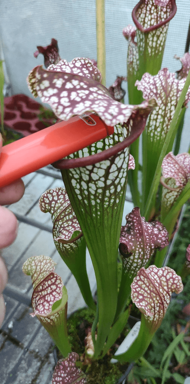 sarracenia leucophylla hybride 'Carniflora leucophylla x Self'