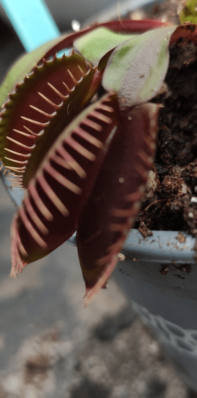 Dionaea Muscipula Akai Ryu