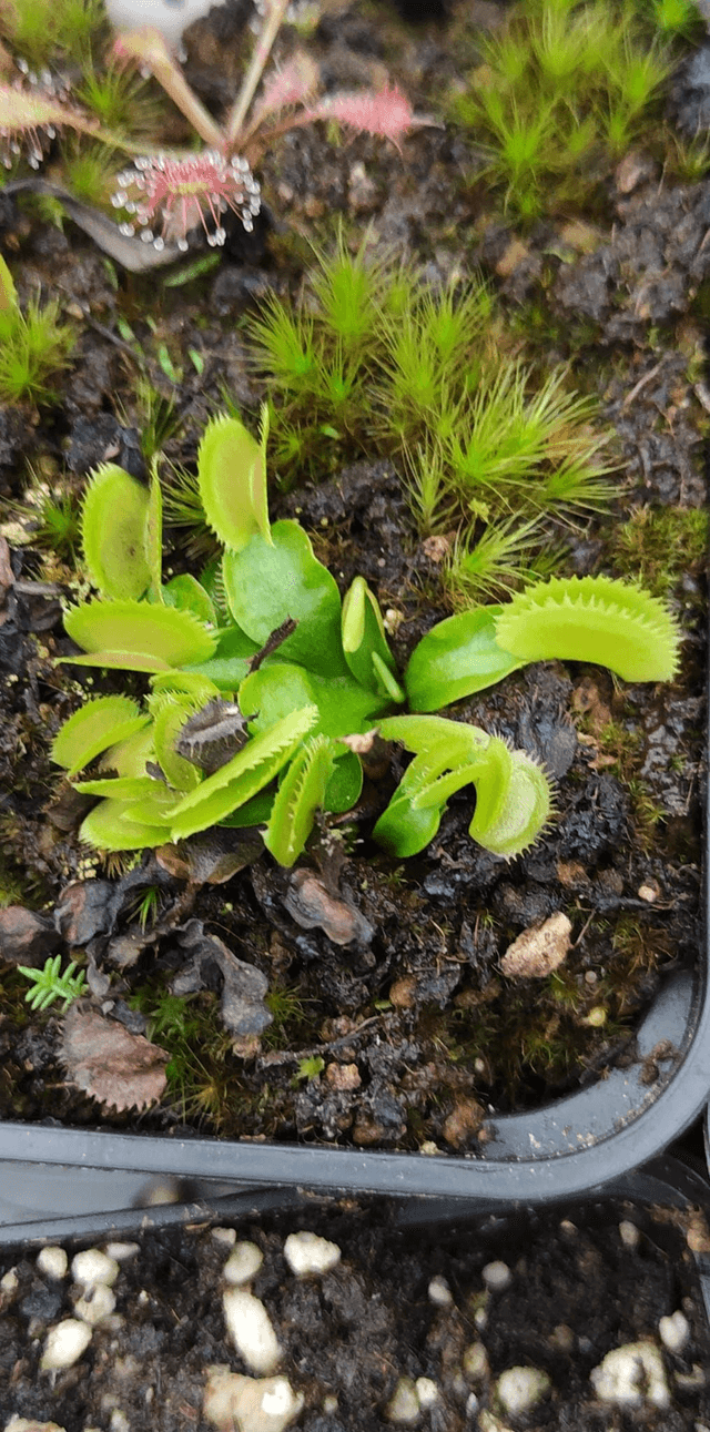 Dionaea muscipula 'Sawtooth'