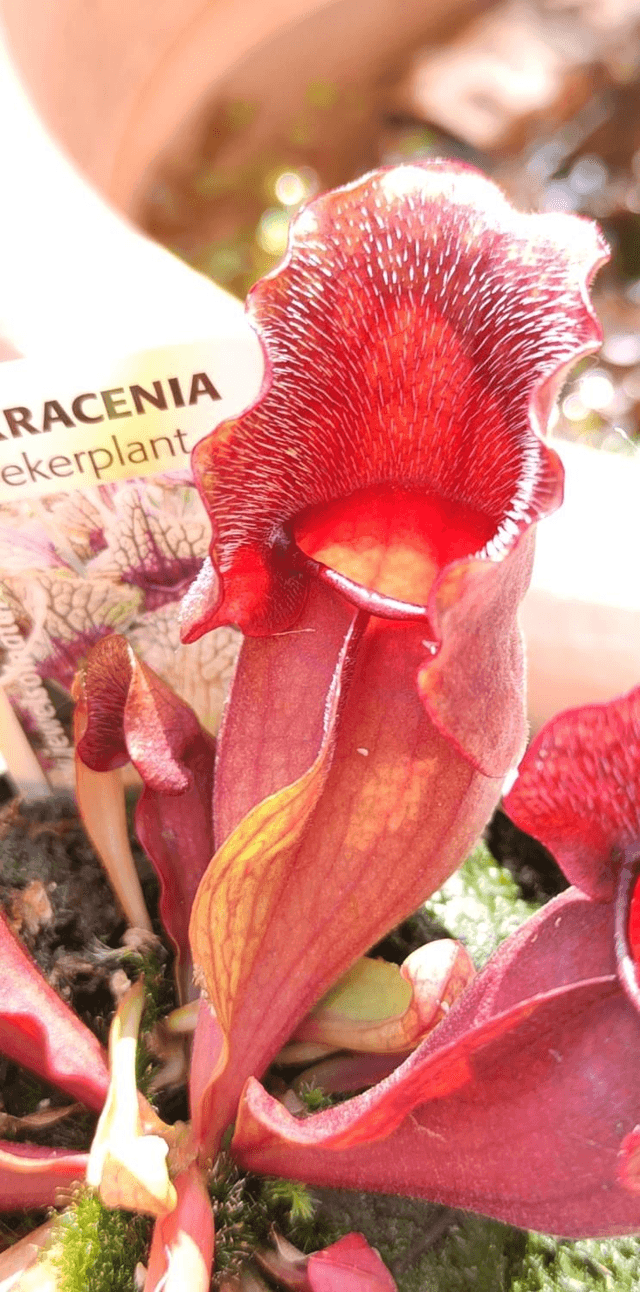 sar. purpurea Venosa hybride