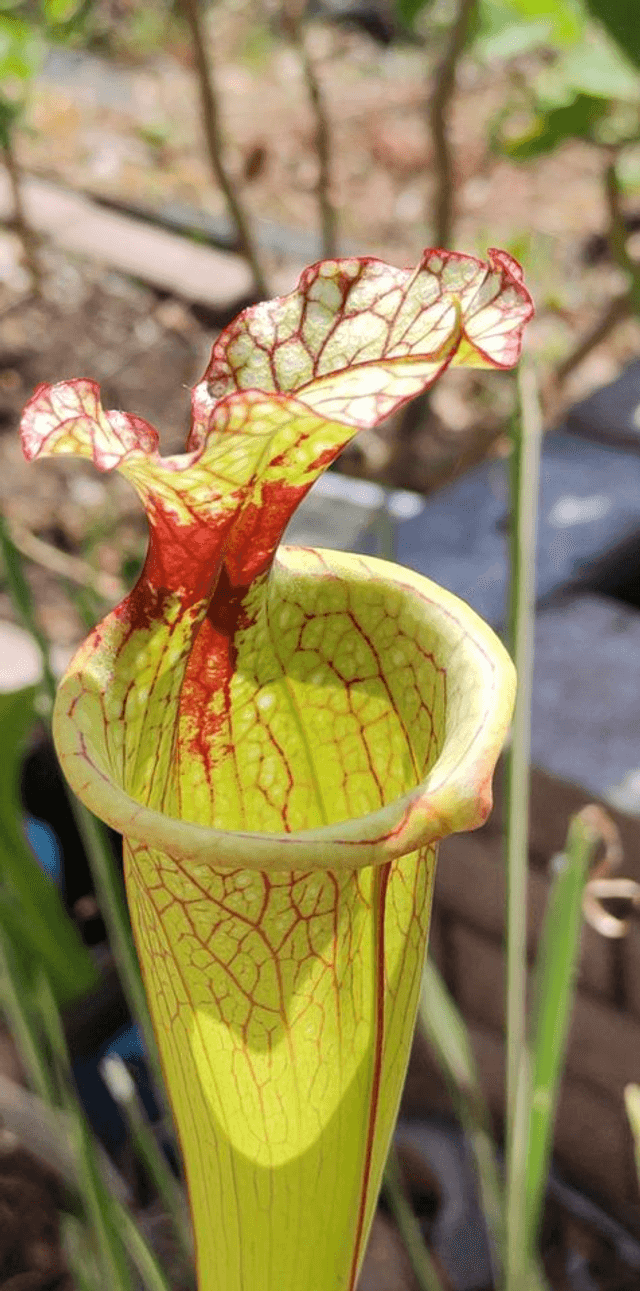 Sarracenia x moorei 'Leah Wilkerson'