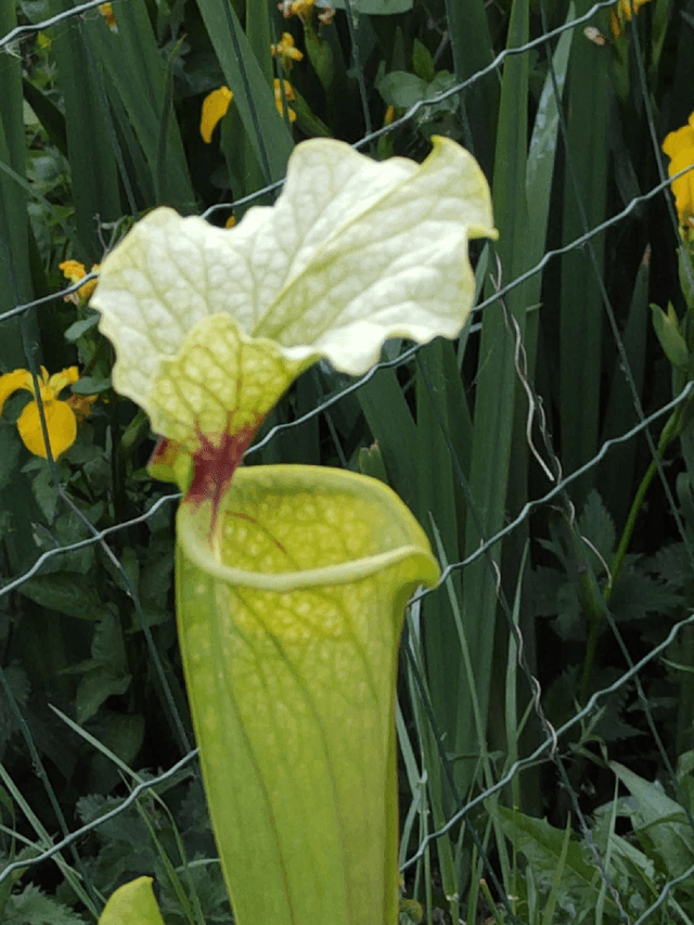 Sarracenia x Moorei H87 MK, Pinkish top