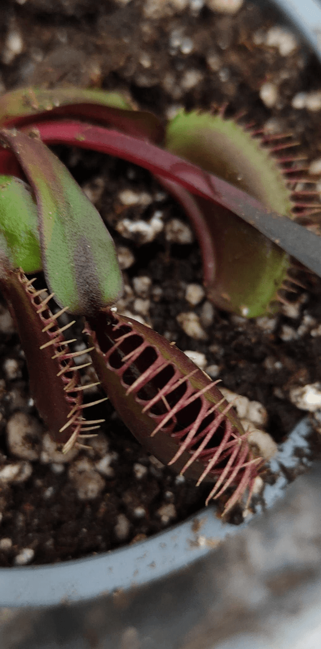 Dionaea Muscipula Akai Ryu