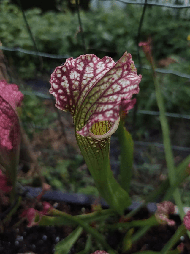 Sarracenia x readii 'Farnhamii'
