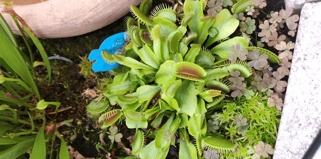 Dionaea muscipula typical