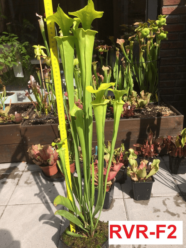 maxima, Green form