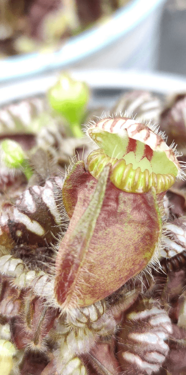 Cephalotus follicularis