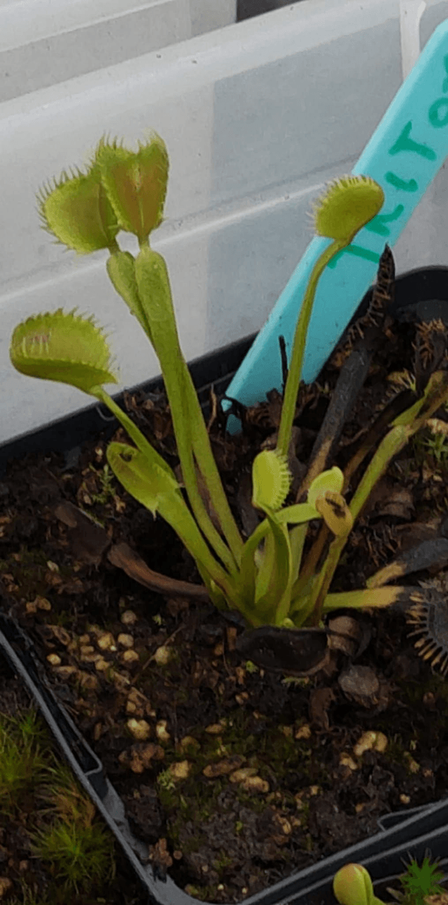 Dionaea muscipula ‘Whale’