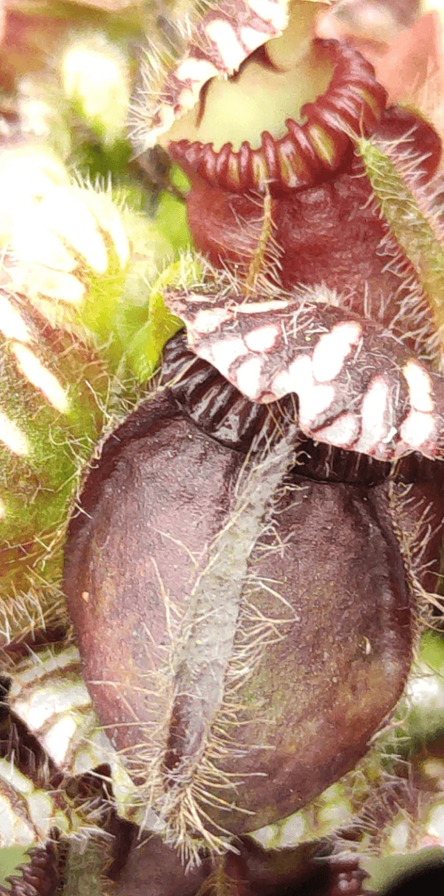 Cephalotus follicularis