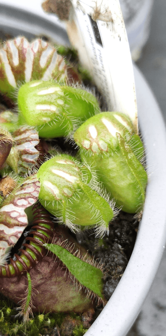 Cephalotus follicularis