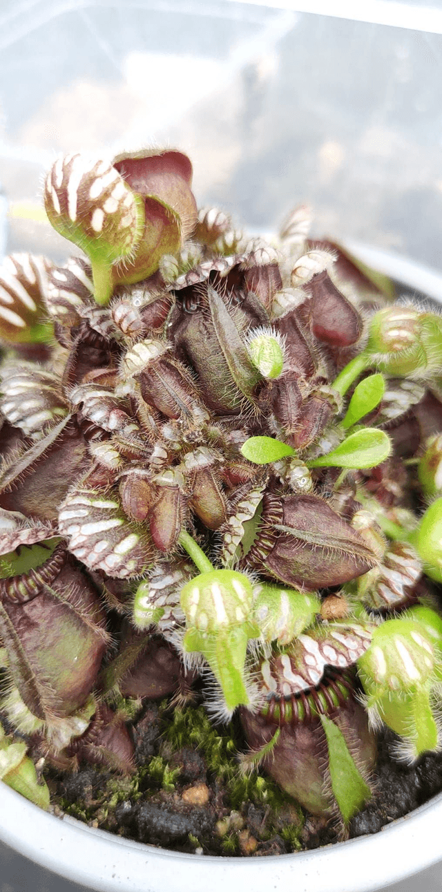 Cephalotus follicularis